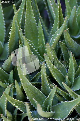 Image of Green succulent leaves background.