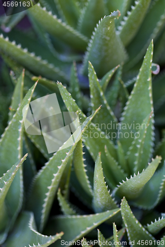 Image of Green succulent leaves background.