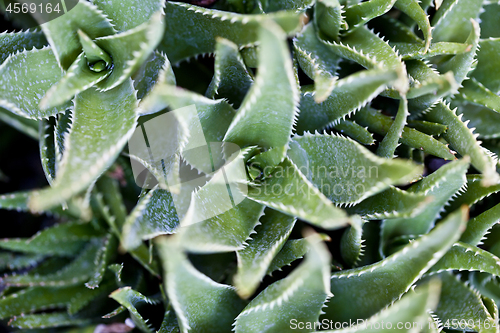 Image of Green succulent leaves background.