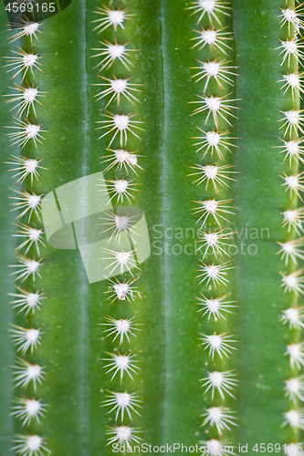 Image of Closeup view of green cactus as a background.
