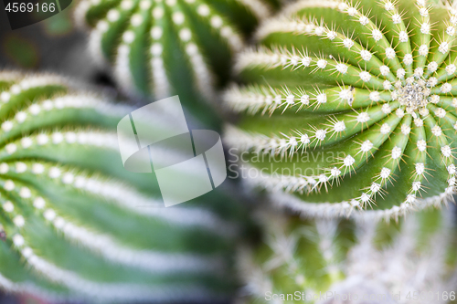 Image of Cactus macro image, selective focus.