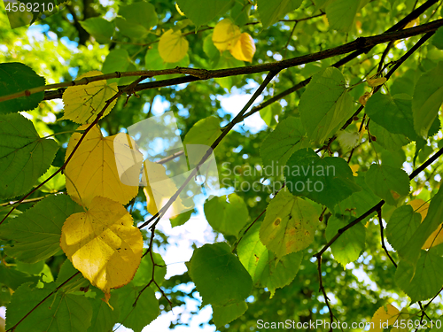 Image of Green and yellow leaves of linden in early autumn