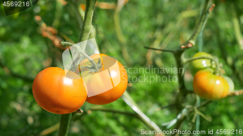 Image of Tomatoes ripening outdoors