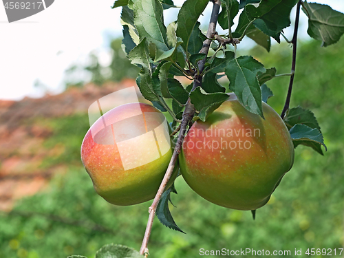 Image of Two ripen apples hanging on thin twig