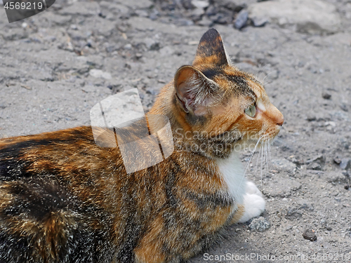 Image of Red and white tabby kitten outdoors 
