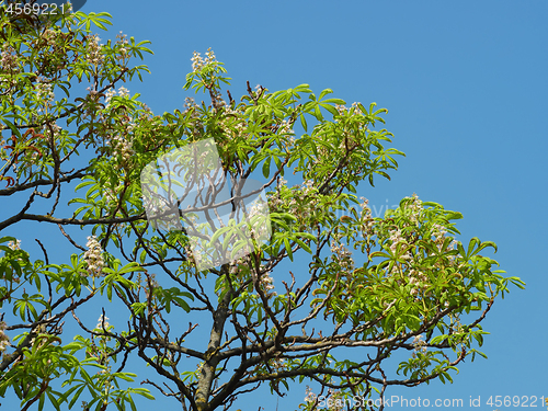 Image of Chestnut tree secondary flowering in August