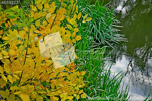 Image of Small tree with yellow leaves on river bank