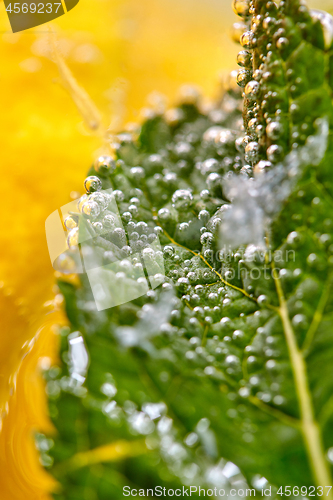 Image of Macro photo of mint leaf with bubbles in a glass with water and lemon. Summer cooling drink