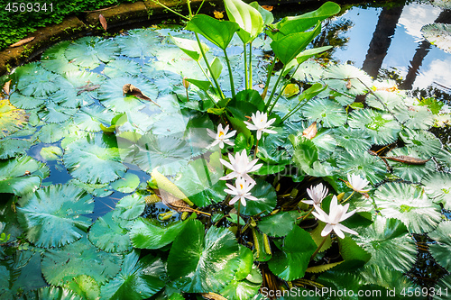 Image of lily pond with white water lilies