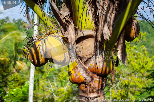Image of Coconuts growing on a coconut palm in Bali