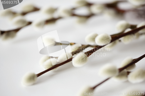 Image of close up of pussy willow branches on white