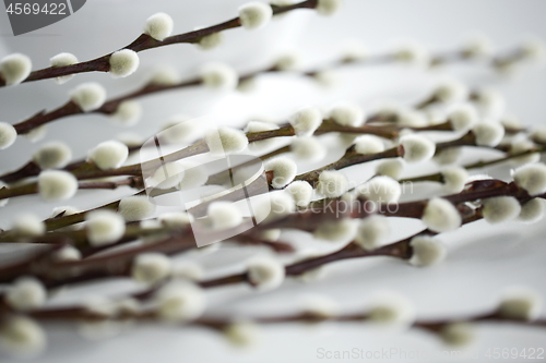 Image of close up of pussy willow branches on white