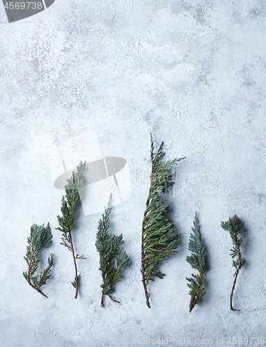 Image of conifer tree branches on a blue painted background