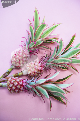 Image of ineappless flowers on pinlk