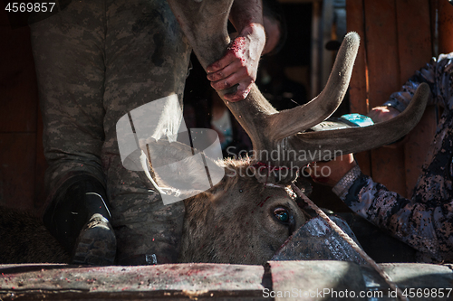 Image of Cutting antlers of Altaic stag maral