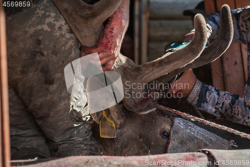 Image of Cutting antlers of Altaic stag maral