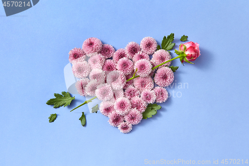 Image of Hardy chrysanthemums heart with rose as an arrow on a pastel background.