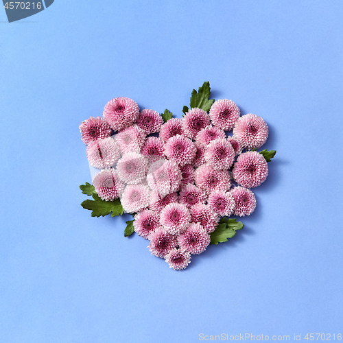 Image of Flowering heart from chrysanthemum on a pastel background.