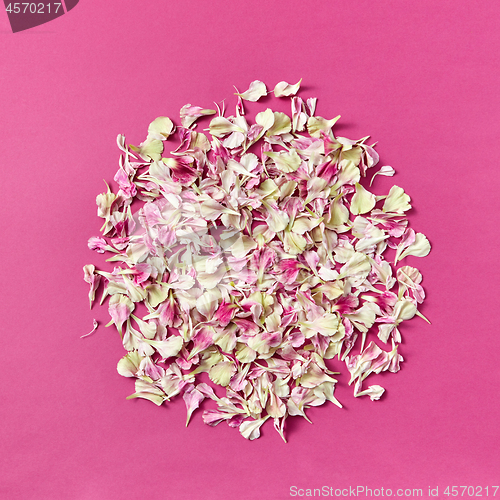 Image of Round pattern of flowers petals on a magenta background.