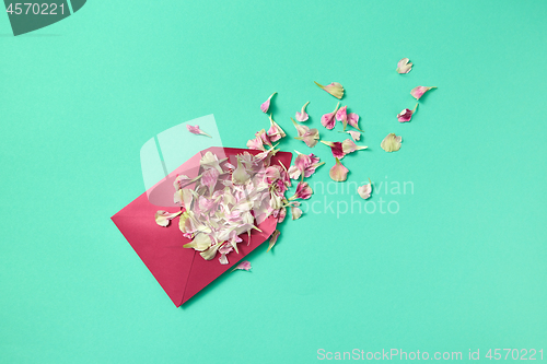 Image of Flowers petals in purple envelope on a light turquoise background.