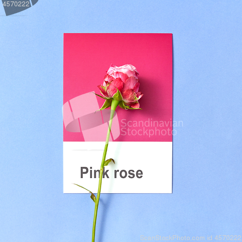 Image of Congratulation card with rose on a duotone sheet on a pastel background.