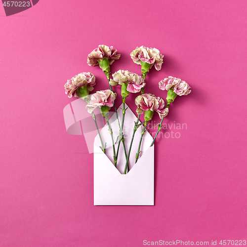 Image of Congratulation card with carnation flowers in an envelope on a magenta background.