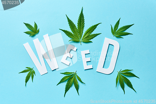 Image of Word Weed from paper with cannabis leaves on a pastel blue background.