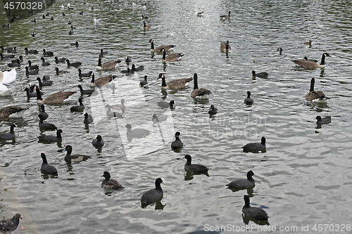 Image of Birds in Lake