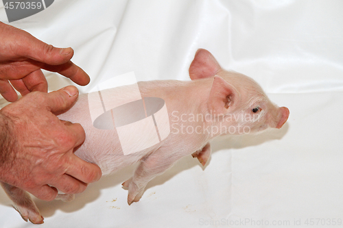 Image of Catch Piglet