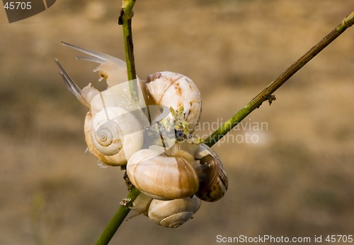 Image of Couple of snails