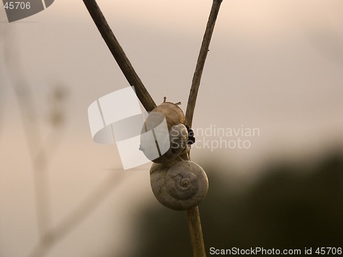 Image of Snail eyes