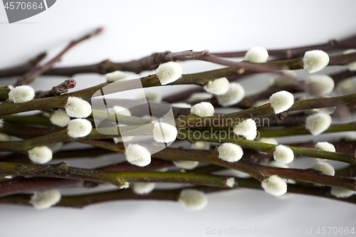 Image of close up of pussy willow branches on white