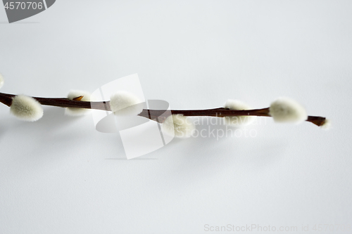 Image of close up of pussy willow branch on white