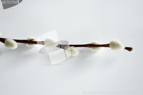 Image of close up of pussy willow branch on white