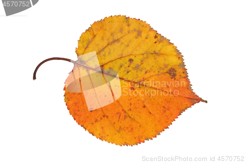 Image of Autumn leaf on white