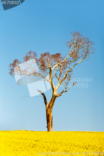 Image of Gum tree standing tall amond the flowering canola