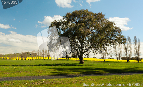 Image of Rural countryside farming fields of Australia in spring