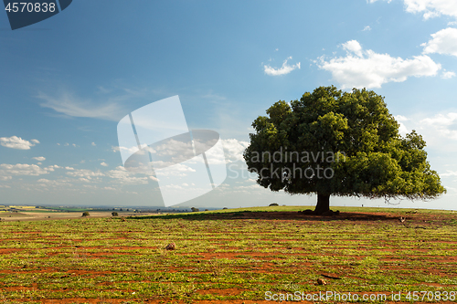 Image of Irregular tree in rural field