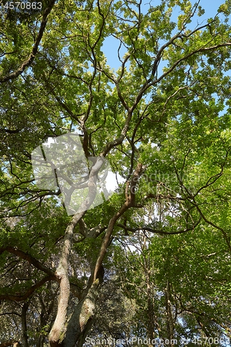 Image of Spring Green Leaves, Sunny Weather