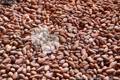 Image of Cocoa beans picked by hand