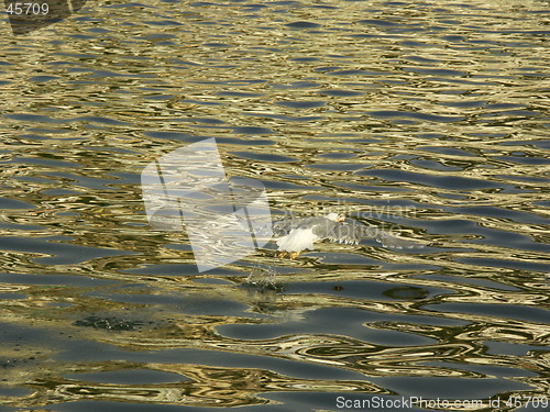 Image of Seabull walking on the sea