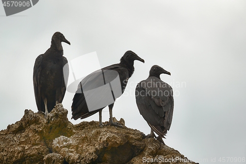 Image of Black vultures on a cliff