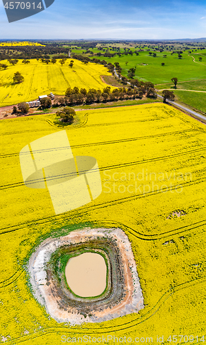 Image of Panoramic aerial views of canola and grazing fields in rural Aus