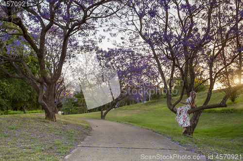 Image of Female looking up at the Jacaranda trees blooming in vibrant pur