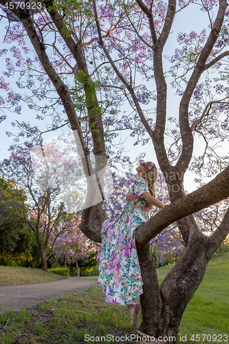 Image of A woman sits in the branch of a tree admiring purple Jacaranda f