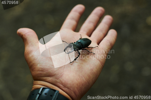 Image of Man holds in the palm of beetle.