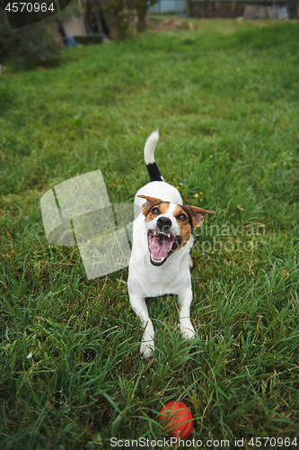 Image of Jack Russell Terrier dog with a toy ball