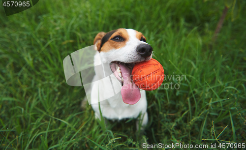 Image of Jack Russell Terrier dog with a toy ball in his teeth