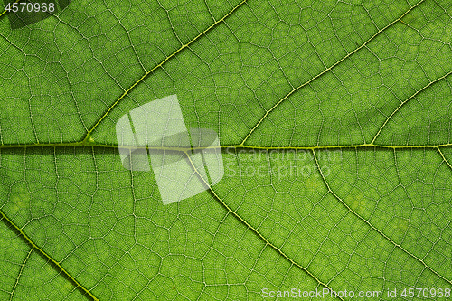 Image of Green leaf background texture