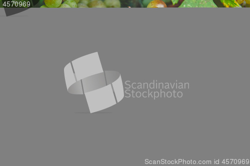 Image of Grapes on the vine